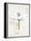 Pencil Floral I Gold-Avery Tillmon-Framed Stretched Canvas