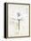 Pencil Floral I Gold-Avery Tillmon-Framed Stretched Canvas