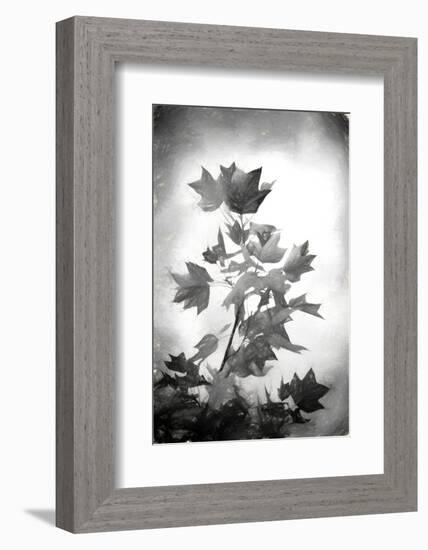 Penciled Fall-Philippe Sainte-Laudy-Framed Photographic Print