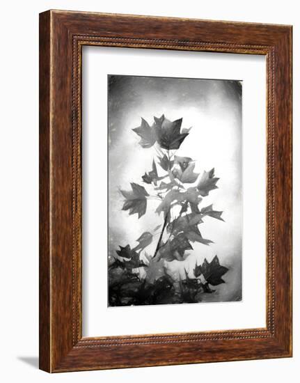 Penciled Fall-Philippe Sainte-Laudy-Framed Photographic Print