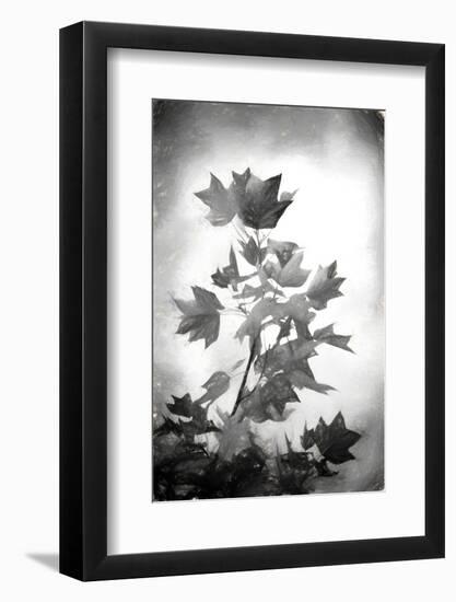 Penciled Fall-Philippe Sainte-Laudy-Framed Photographic Print