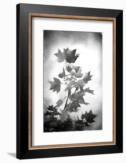 Penciled Fall-Philippe Sainte-Laudy-Framed Photographic Print