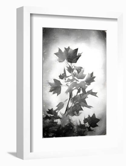 Penciled Fall-Philippe Sainte-Laudy-Framed Photographic Print