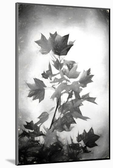 Penciled Fall-Philippe Sainte-Laudy-Mounted Photographic Print