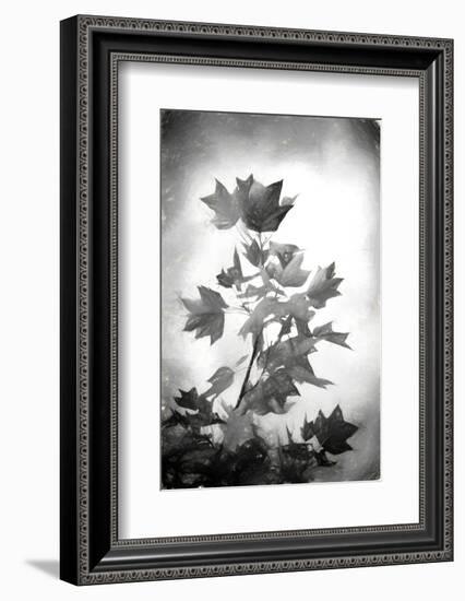 Penciled Fall-Philippe Sainte-Laudy-Framed Photographic Print