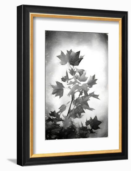 Penciled Fall-Philippe Sainte-Laudy-Framed Photographic Print