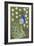 Penelope B Peacock-Blenda Tyvoll-Framed Giclee Print