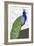 Penelope Peacock-Blenda Tyvoll-Framed Giclee Print