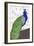 Penelope Peacock-Blenda Tyvoll-Framed Giclee Print