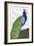 Penelope Peacock-Blenda Tyvoll-Framed Giclee Print