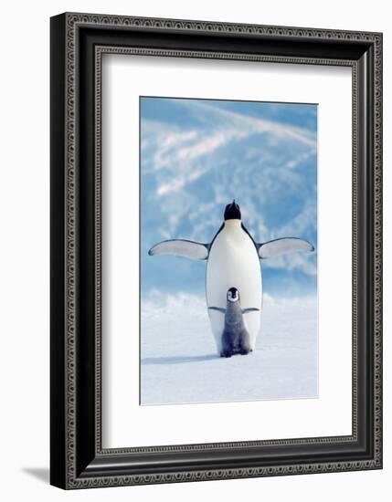 Penguin and Chick-null-Framed Premium Giclee Print