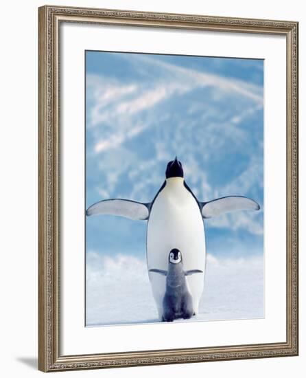 Penguin and Chick-null-Framed Art Print