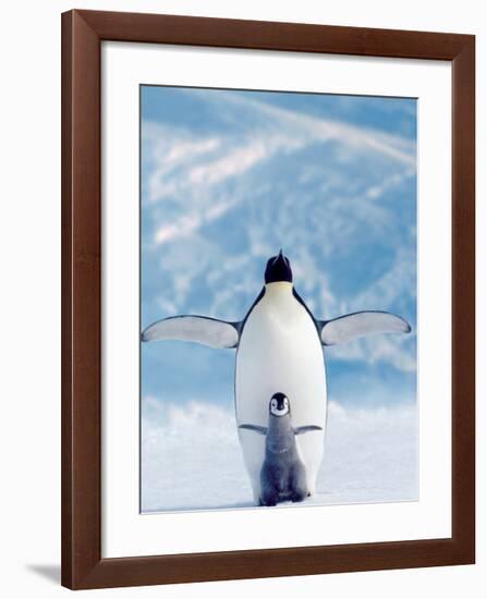 Penguin and Chick--Framed Art Print