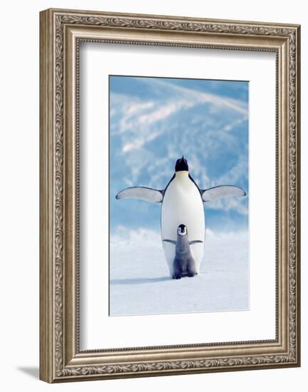 Penguin and Chick-null-Framed Art Print