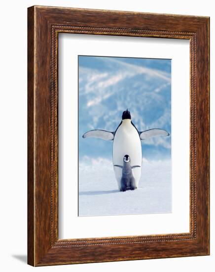 Penguin and Chick-null-Framed Art Print