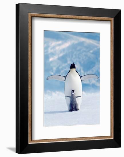 Penguin and Chick-null-Framed Art Print