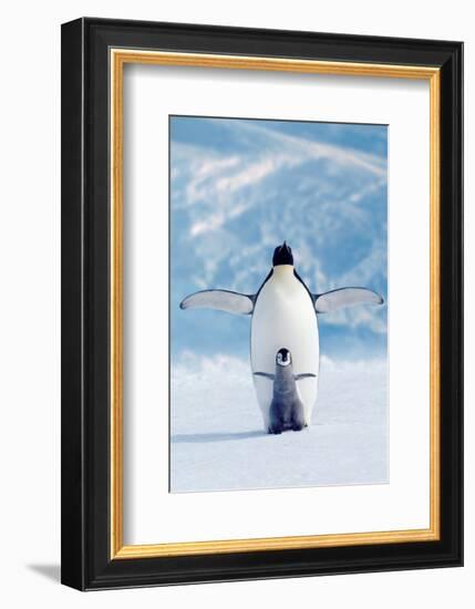 Penguin and Chick-null-Framed Art Print