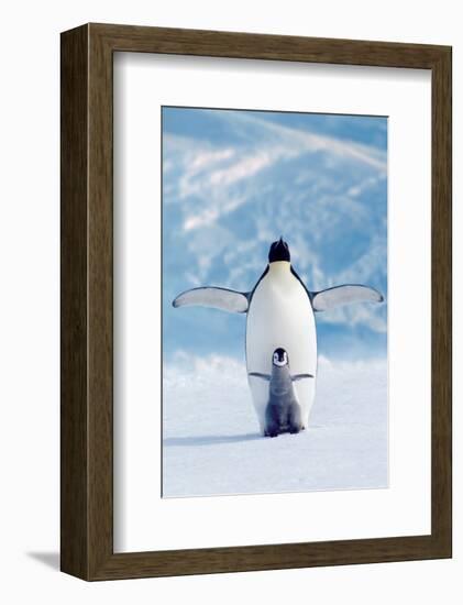 Penguin and Chick-null-Framed Art Print