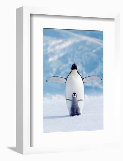 Penguin and Chick-null-Framed Art Print