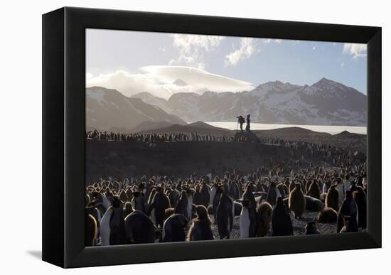 Penguin Breeding Colony Research-Charlotte Main-Framed Premier Image Canvas