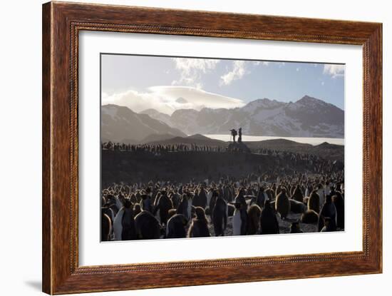 Penguin Breeding Colony Research-Charlotte Main-Framed Photographic Print