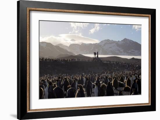 Penguin Breeding Colony Research-Charlotte Main-Framed Photographic Print