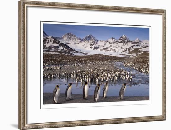 Penguin Colony-Donald Paulson-Framed Giclee Print