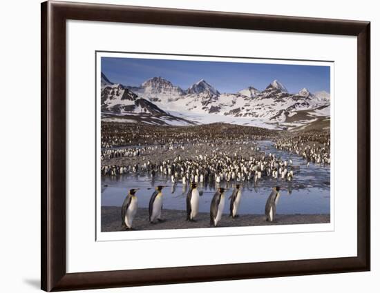 Penguin Colony-Donald Paulson-Framed Giclee Print