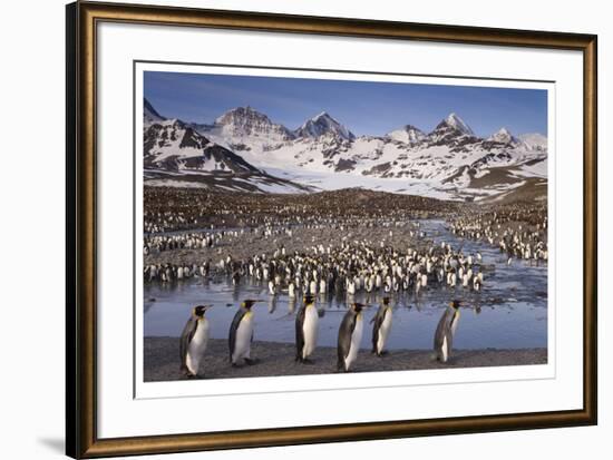 Penguin Colony-Donald Paulson-Framed Giclee Print