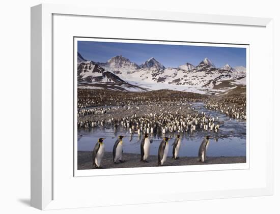 Penguin Colony-Donald Paulson-Framed Giclee Print