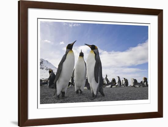 Penguin Conference-Donald Paulson-Framed Giclee Print