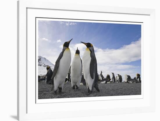 Penguin Conference-Donald Paulson-Framed Giclee Print