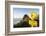 Penguin Crossing Sign-Paul Souders-Framed Photographic Print