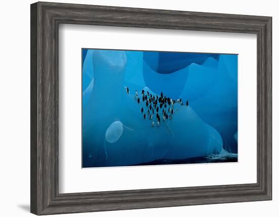 Penguin Group On A Glacier-null-Framed Art Print