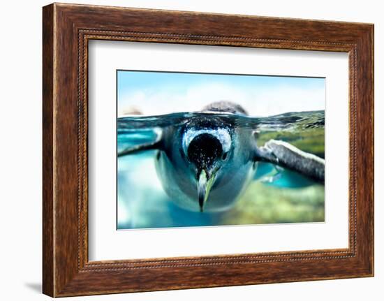 Penguin is under Water Looking at Camera-Aleksandar Todorovic-Framed Photographic Print