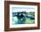 Penguin is under Water Looking at Camera-Aleksandar Todorovic-Framed Photographic Print