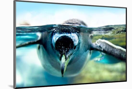 Penguin is under Water Looking at Camera-Aleksandar Todorovic-Mounted Photographic Print