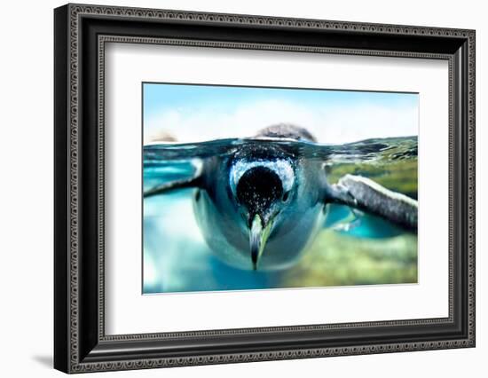 Penguin is under Water Looking at Camera-Aleksandar Todorovic-Framed Photographic Print