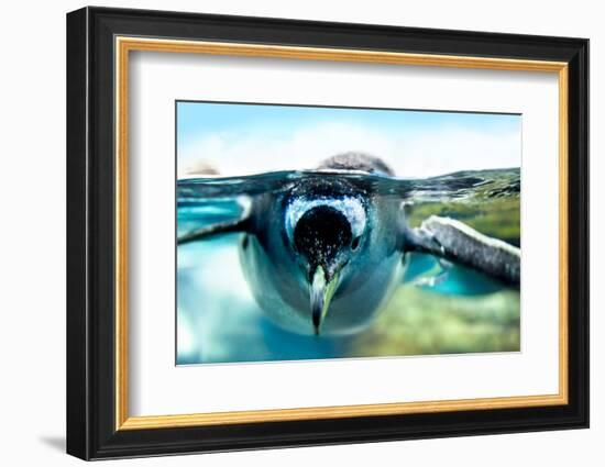 Penguin is under Water Looking at Camera-Aleksandar Todorovic-Framed Photographic Print