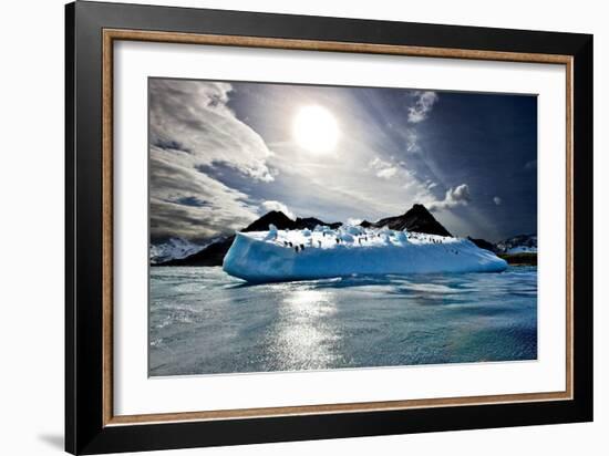 Penguin Island-Howard Ruby-Framed Photographic Print