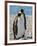 penguin, King, pair-George Theodore-Framed Photographic Print