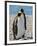 penguin, King, pair-George Theodore-Framed Photographic Print