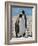 penguin, King, pair-George Theodore-Framed Photographic Print