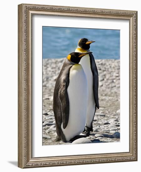 penguin, King, pair-George Theodore-Framed Photographic Print