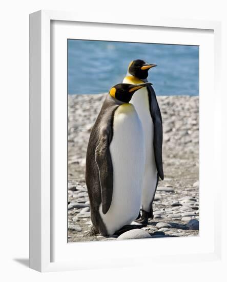 penguin, King, pair-George Theodore-Framed Photographic Print