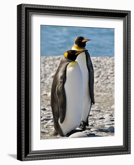 penguin, King, pair-George Theodore-Framed Photographic Print