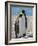 penguin, King, pair-George Theodore-Framed Photographic Print