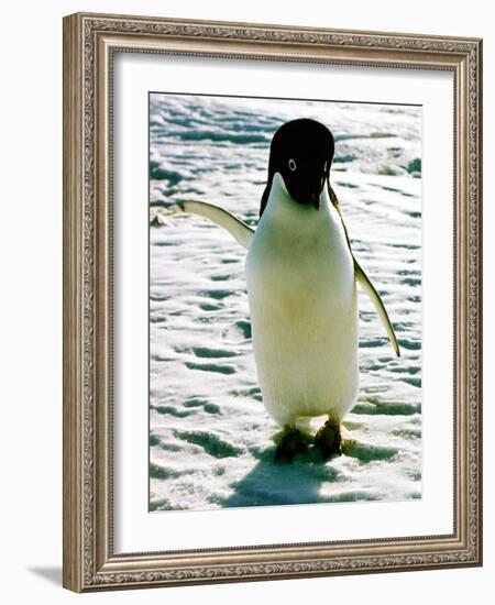 Penguin on the Ice Floe-null-Framed Photo