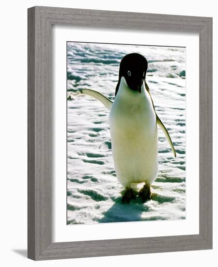 Penguin on the Ice Floe-null-Framed Photo