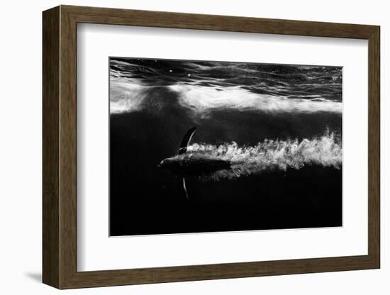Penguin shot-Semir Catovic-Framed Photographic Print
